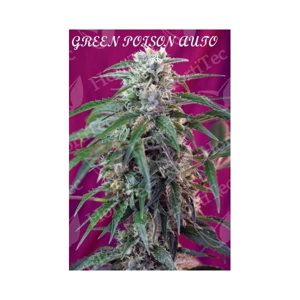 GREEN POISON FAST VERSION (3) 100% SWEET SEEDS