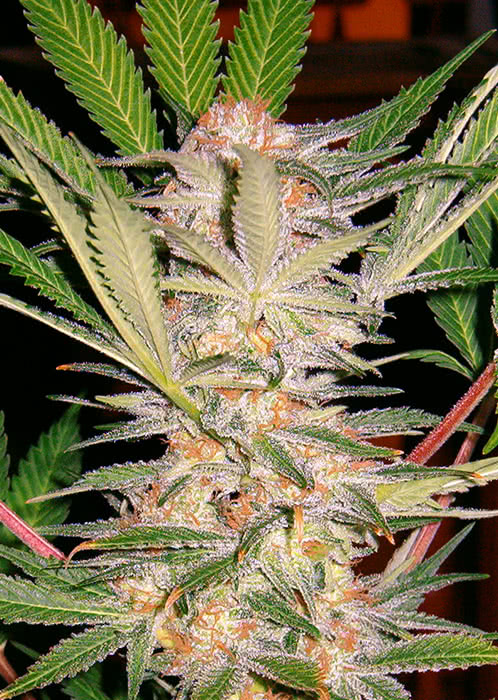 S.A.D. FAST VERSION (3) 100%  SWEET SEEDS