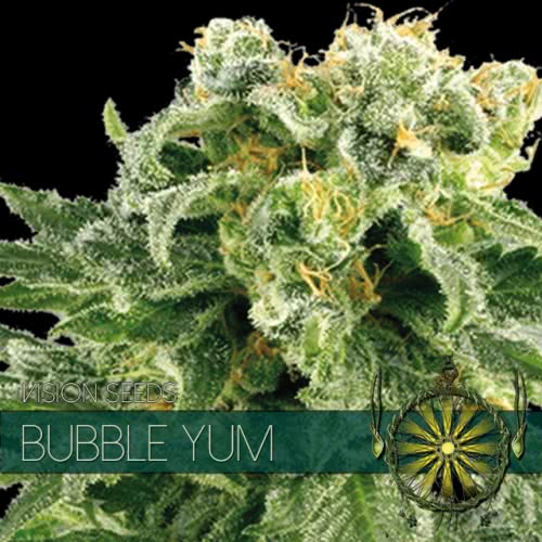 BUBBLE YUM  (10) 100% VISION SEEDS