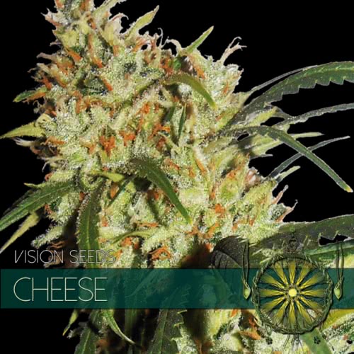 CHEESE (3) 100% VISION SEEDS