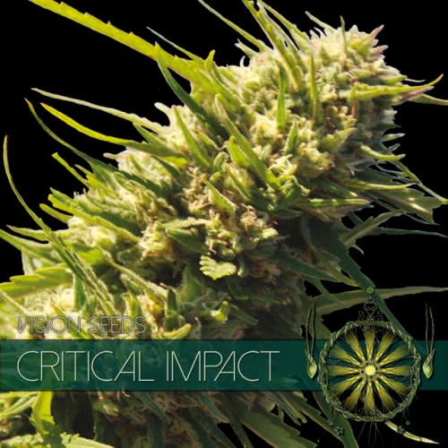 CRITICAL IMPACT (3) 100% VISION SEEDS