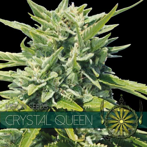 CRYSTAL QUEEN (5) 100% VISION SEEDS