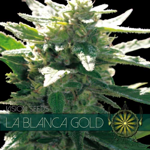 LA BLANCA GOLD (5) 100% VISION SEEDS