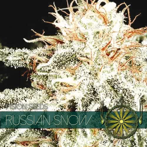 RUSSIAN SNOW (3)  100% VISION SEEDS
