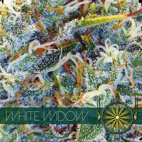 WHITE WIDOW (10) 100% VISION SEEDS
