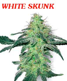 WHITE SKUNK (5) 100% WHITE LABEL