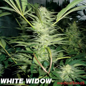 WHITE WIDOW (3) 100% MEDICAL SEEDS