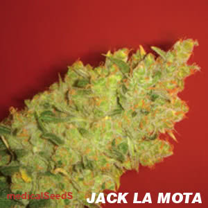 JACK LA MOTA (BLISTER 10 IND) 100%  MEDICAL SEEDS