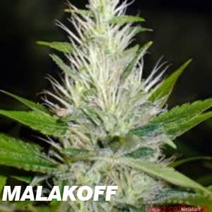 MALAKOFF (3) 100% MEDICAL SEEDS