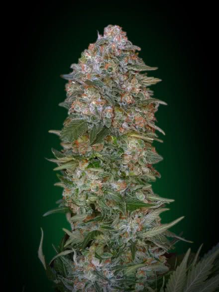 CRITICAL SOMA (BLISTER 10 IND) 100% ADVANCED SEEDS