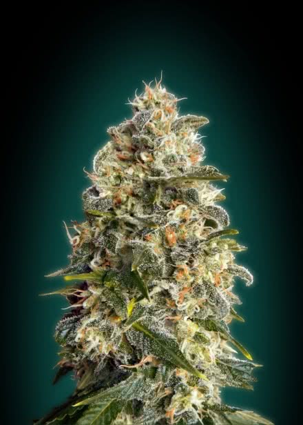 HEAVY BUD (BLISTER 10 IND) 100% ADVANCED SEEDS