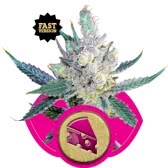 ROYAL CHEESE (1) FAST VERSION ROYAL QUEEN SEEDS