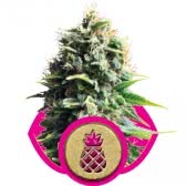 PINEAPPLE KUSH (10) 100% ROYAL QUEEN SEEDS