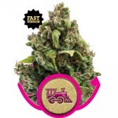 CANDY KUSH ESPRESS (1) FAST VERSION ROYAL QUEEN SEEDS