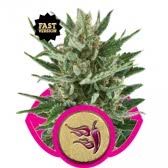 SPEEDY CHILE (3) FAST VERSION ROYAL QUEEN SEEDS