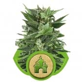 ROYAL KUSH AUTO (3) ROYAL QUEEN SEEDS