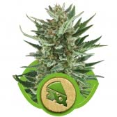 ROYAL CHEESE AUTO (5) ROYAL QUEEN SEEDS