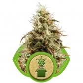 ROYAL JACK AUTO (5) ROYAL QUEEN SEEDS