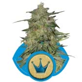 ROYAL HIGHNESS (5) 100% ROYAL QUEEN SEEDS