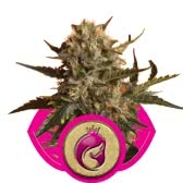 ROYAL MADRE (3) 100% ROYAL QUEEN SEEDS